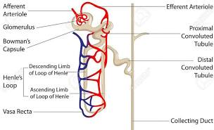 <p><strong>What is the "workhorse" of the nephron?</strong></p>