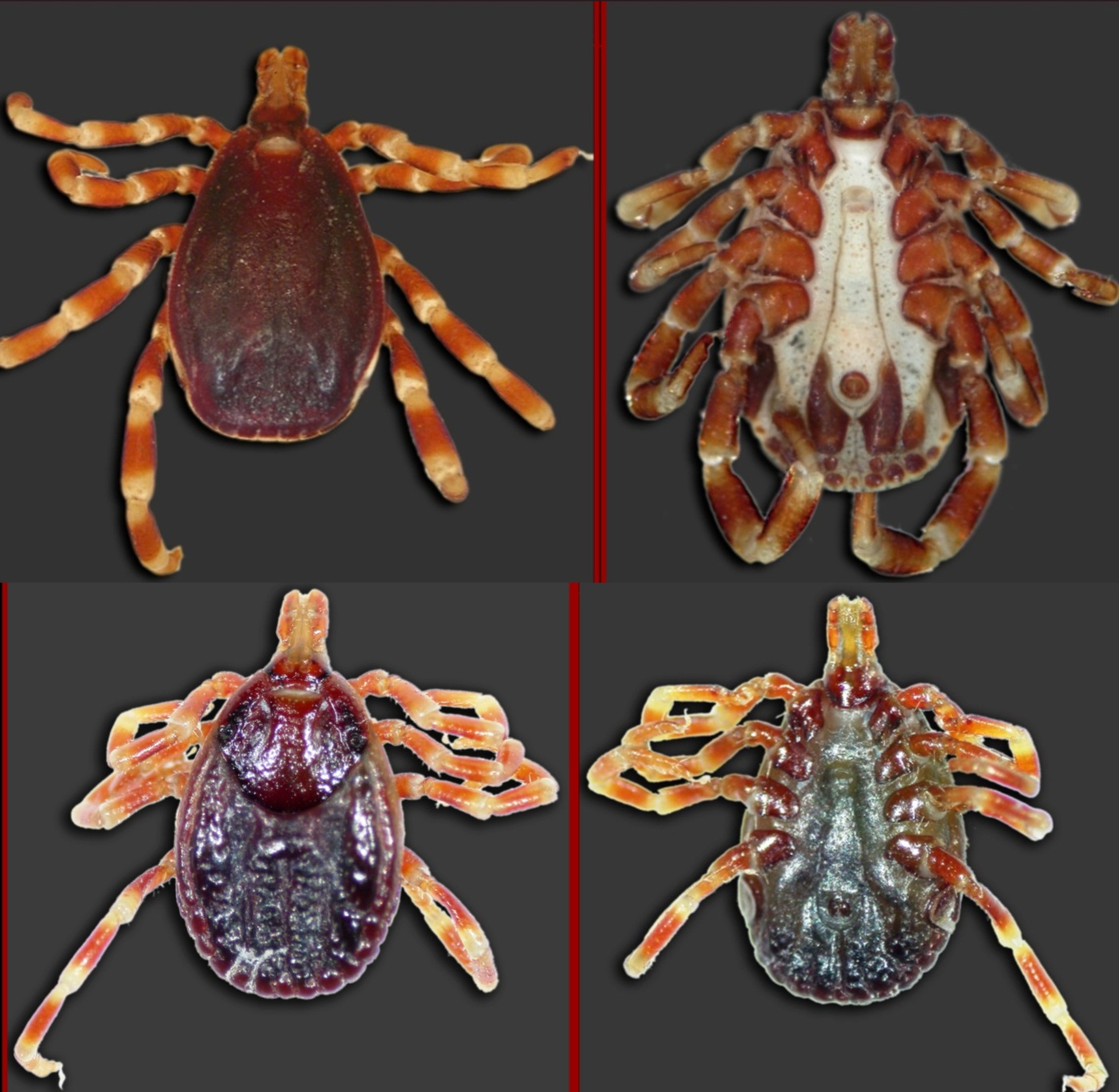 <p>What tick is this?</p>