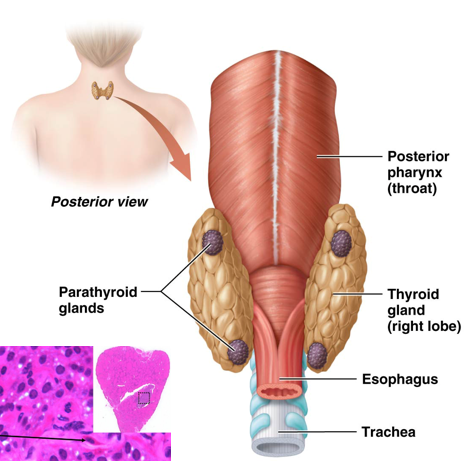 <p>Typically 3 to 5 separate glands on posterior surface of the thyroid</p><ul><li><p>Secrete parathyroid hormone (PTH) from chief cells </p></li><li><p>Regulate calcium ion levels </p><ul><li><p>Important for bone health; helps prevent conditions such as osteoporosis </p></li></ul></li></ul><p></p>
