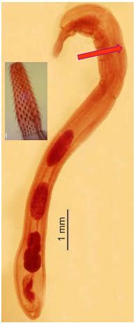 term image