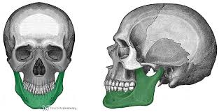 <p>Lower jawbone</p>