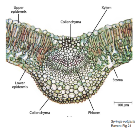 <p><span style="background-color: transparent;">(plants that don’t require lots of water, but also don't like really dry conditions</span></p>