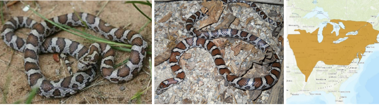 <ul><li><p><span style="background-color: transparent;"><strong>Habitat:</strong> </span><span>generalist but most common near forest edges</span></p></li><li><p><span style="background-color: transparent;"><strong>Diet:</strong> </span><span>small mammals (mice, voles, etc.) comprise largest diet component, will consume birds, reptiles, amphibians</span></p></li><li><p><span style="background-color: transparent;"><strong>Characteristics:</strong> small to medium, </span><span>usually have “Y” pattern on back of head (can be abstract), stark contrast between grayish background and orange/red spots with black outlines</span></p></li></ul><p></p>