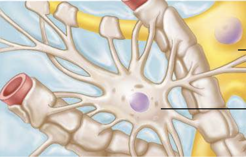 <p><span style="line-height: 22.0875px;">ID the cell type, location of cell type, function&nbsp;</span></p>