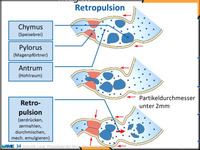 <p><span>Retropulsion: weitere Zerkleierung von Nahrung durch den Magen</span></p>