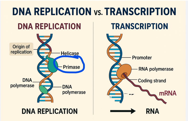 <p>What is something RNA polymerase can do that DNA polymerase cannot. DNA polymerase needs this for replication and RNA polymerase does not</p>