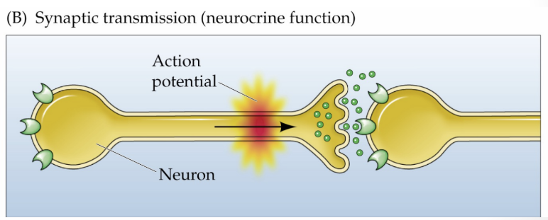 <p>involves chemical release into the synaptic cleft for action on the postsynaptic membrane</p>