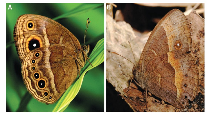 <ul><li><p>based on the abiotic environmental factor: temperature</p></li><li><p>(A) Wet season female - huge eyespots!</p></li><li><p>(B) dry season female, incredible leaf/ground camouflage to help it wait until the wet season comes back.</p></li></ul><p></p>