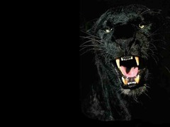 <p>black</p>
