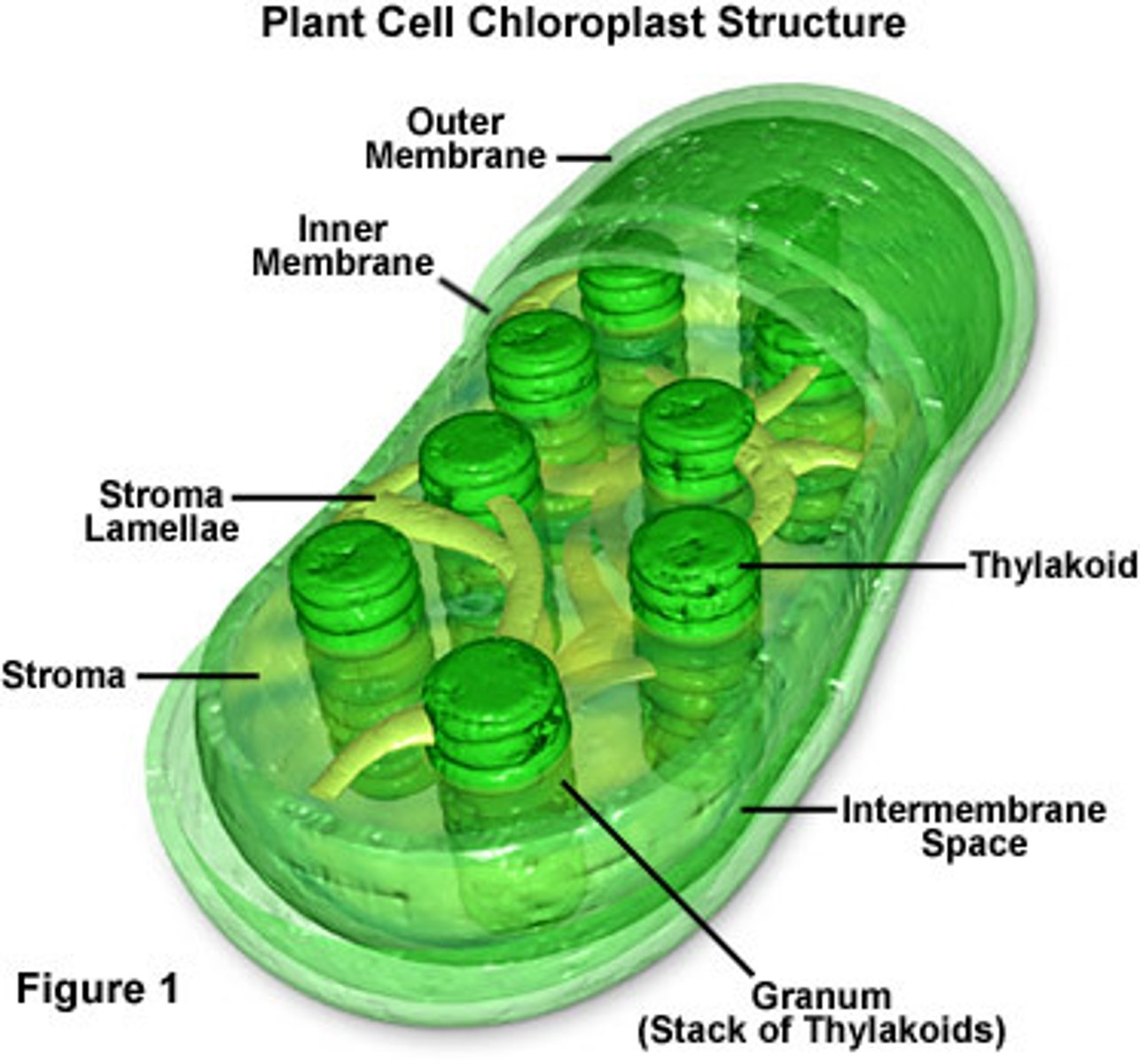 <p>Capture energy from sunlight and use it to produce food for the cell</p>