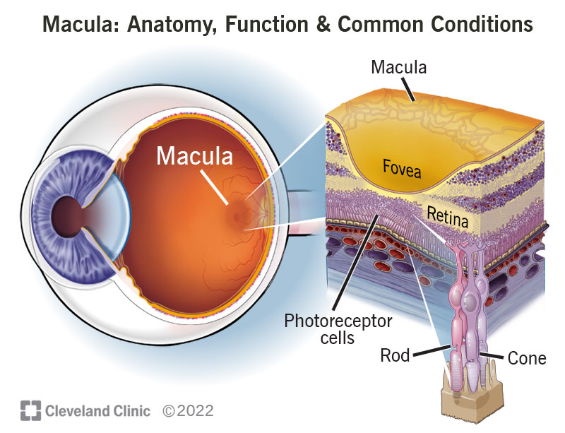 <p>round darker area of the ocular fundus that mediates vision only from the central visual field</p>