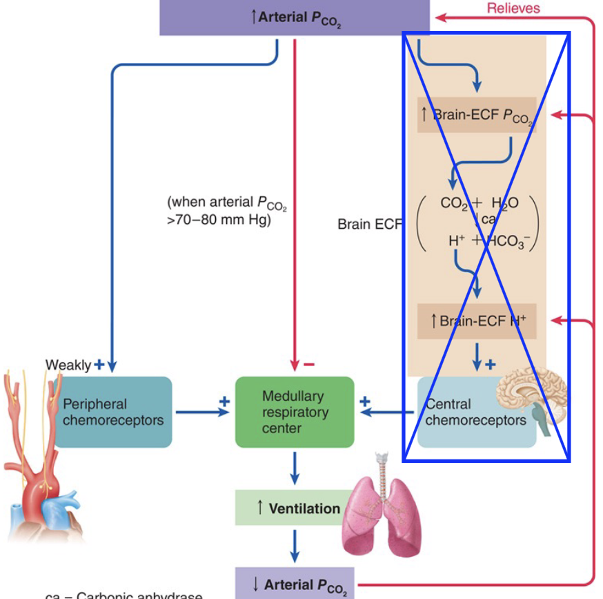 <ul><li><p>Blood <strong>H⁺ increases</strong></p></li><li><p>Peripheral chemoreceptors detect the increased H⁺ (low pH) directly</p></li><li><p>Ventilation increases, removing CO2</p></li></ul><p>Caused by increase in CO2</p><p></p>