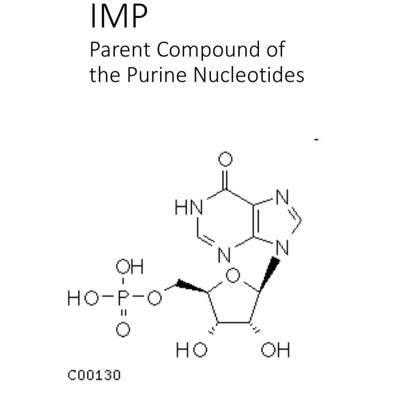 <p>We will start start talking now on the <strong>synthesis of nucleotides</strong>.</p><p>The <strong>parent compound</strong> for the <strong>purine nucleotides</strong> is<strong> IMP (inositol-monophosphate).</strong></p><p>Both <strong>purine</strong> <strong>nucleotides</strong> are<strong> derived</strong> from <strong>IMP.</strong> (<strong>Because</strong> <strong>IMP (inosine monophosphate)</strong> is the<u> </u><strong><u>first fully formed purine nucleotide</u></strong> made in the <em>de novo</em> synthesis pathway.)</p><p>(warning): there is a long sequence of reactions coming up.</p>