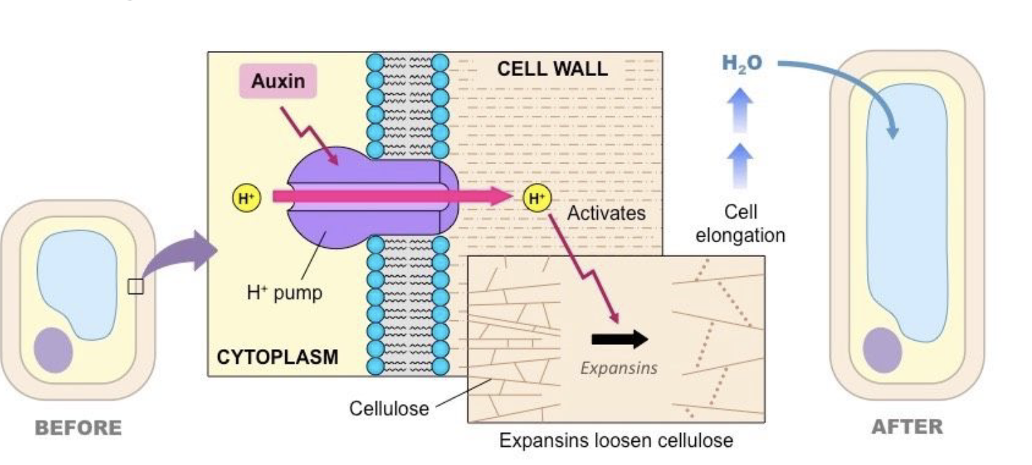 <p>Auxin promotes H⁺ pump activity → H⁺ ions are actively transported (against concentration gradient, ATP required) from cytoplasm into the apoplast → cell wall acidifies → crosslinks between cellulose microfibrils weaken → microfibrils slide apart → cell elongates.</p>