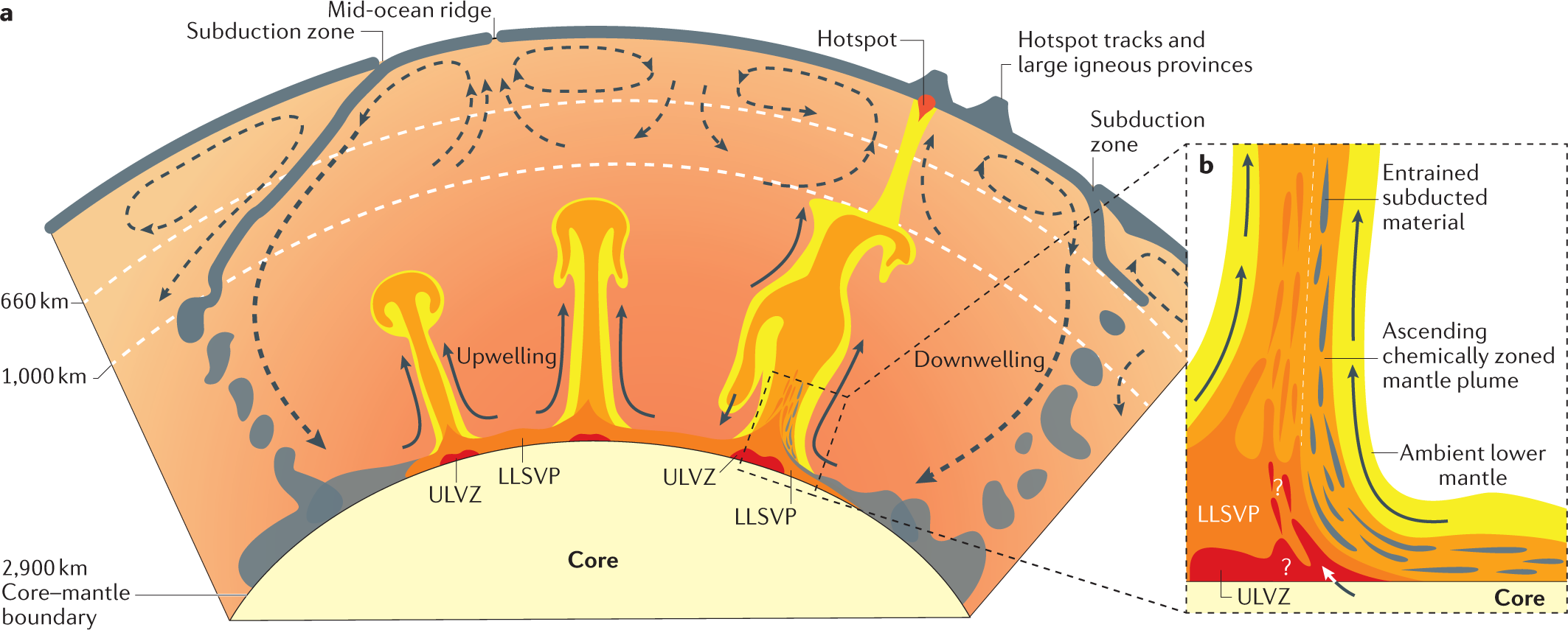 <p>a rising column of hot, solid rock that originates deep within the earth’s mantle</p>