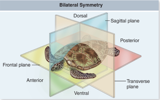 <p>Symmetry:<strong> Bilateral Symmetry </strong></p>