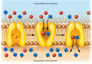 <p><span style="font-family: "Times New Roman", serif; line-height: 107%;">Explain in your own words how symport coupled transport works for the cell to bring in the <strong>blue squares.</strong></span></p>