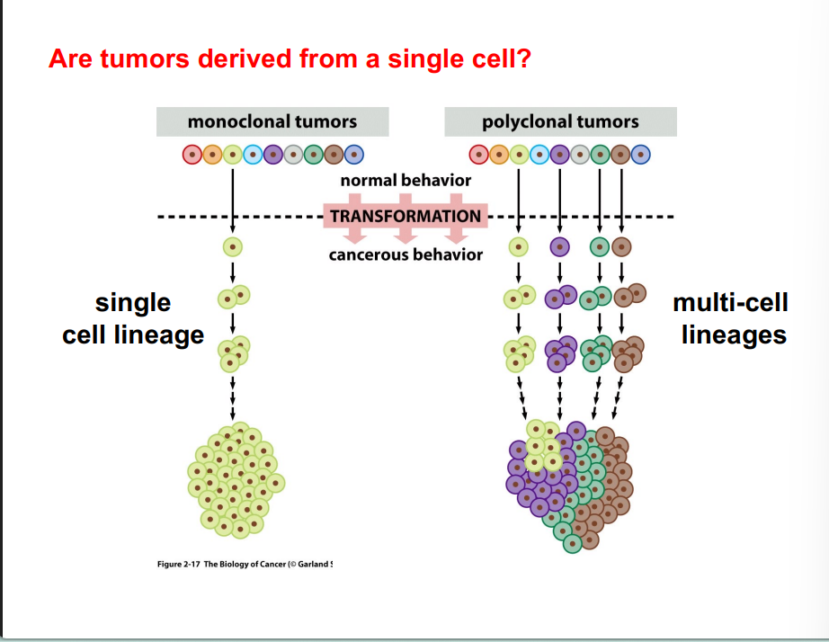 <p><span style="background-color: transparent;"><strong>Are Tumors Derived from One Cell or Multiple Cells?</strong></span></p>