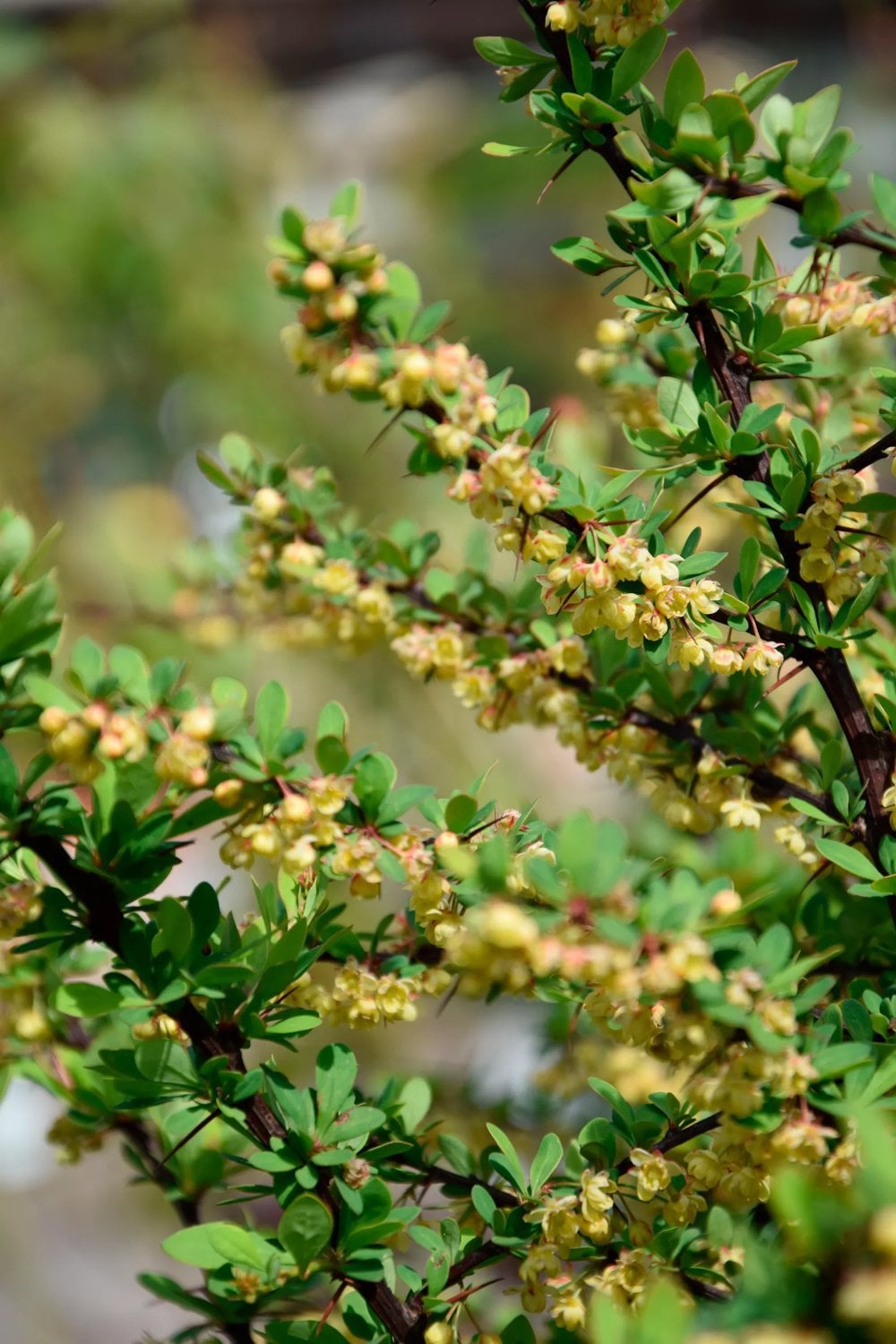 <p>häckberberis</p>