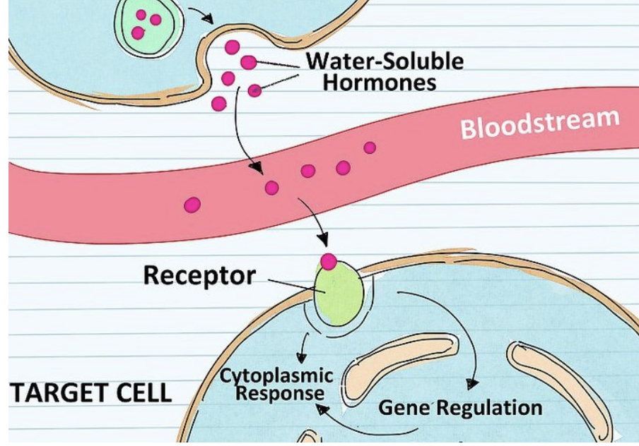 <ul><li><p>Tend to be larger molecules (than steroid hormones)</p></li><li><p>More fragile: break up within seconds</p></li><li><p>Water Soluble: action is much shorter</p></li><li><p>Receptors: found in the plasma membrane</p></li></ul><p></p>