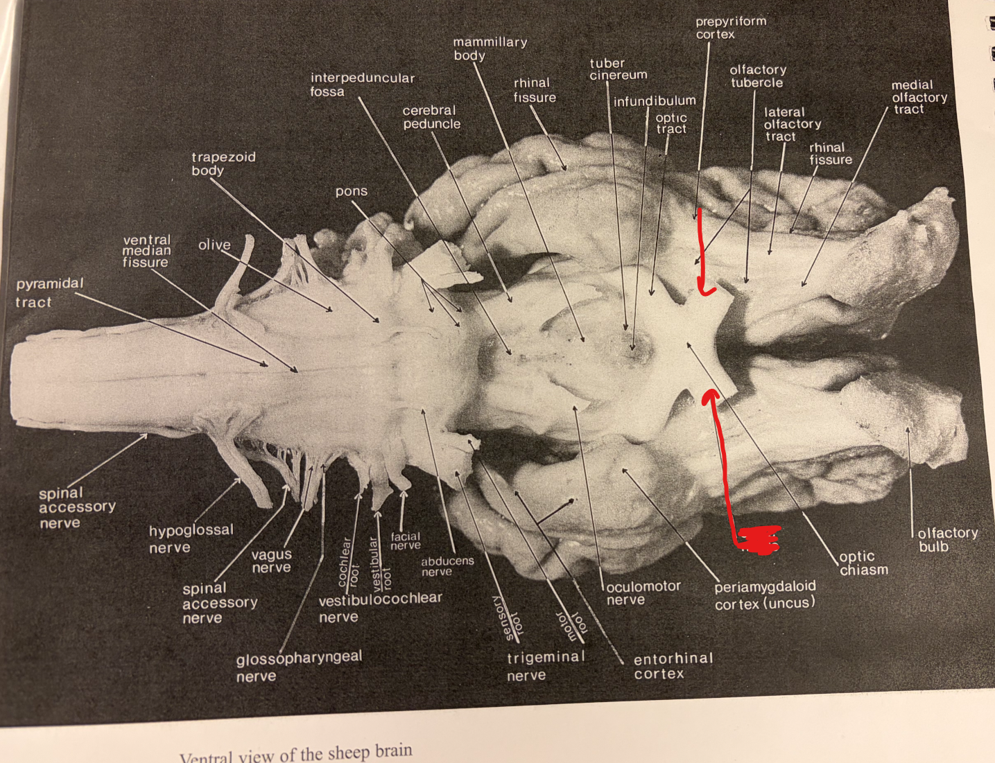 <p>Ventral Surface: Structure?</p>