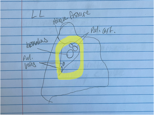 <p>id and func. + which lung</p>
