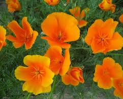 <p>California Poppy</p>