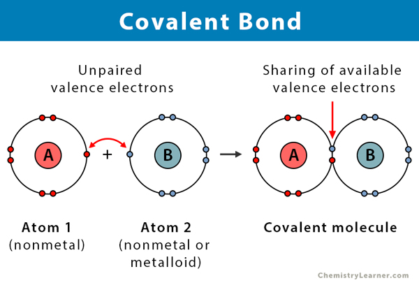 <p>A strong chemical link formed when two atoms share one or more pairs of valence electrons</p><ul><li><p>Ex; when two Hydrogens and an Oxygen share electrons via covalent bonds, a water molecule is formed</p></li><li><p>More than one set of electrons can be shared (double/triple covalent bonds)</p></li></ul><p></p>
