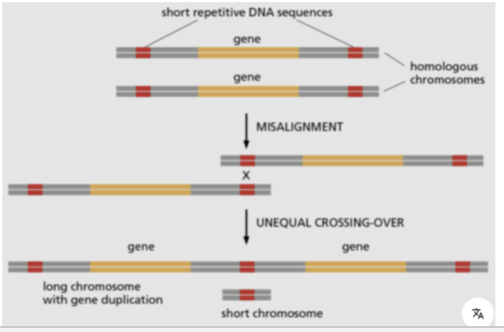 <p>RETROTRANSPOSONS can cause gene duplication</p><p></p><p>By mistakenly reverse transcribing cellular mRNAs and inserting them somewhere into the genome<br><br>OR by unequal recombination between repeated sequences due to misalignment (unequal crossing over) during meiosis</p>