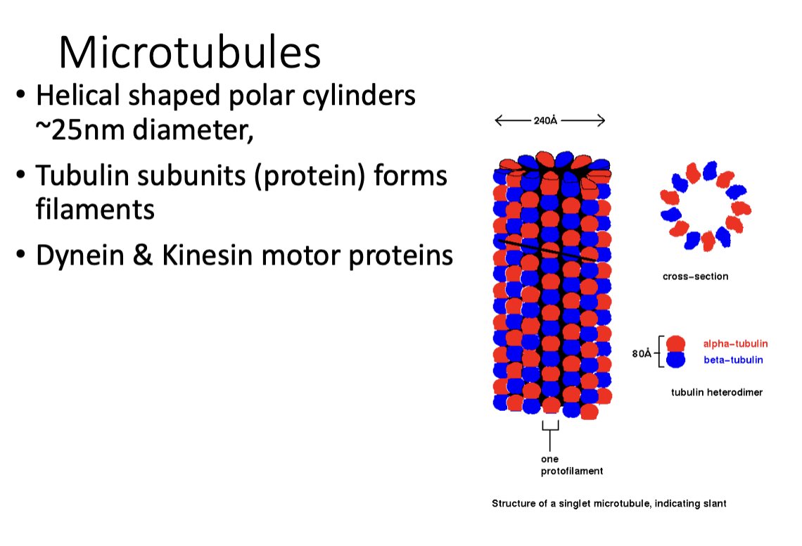 <p>“freeways” of filaments, largest!!</p><ul><li><p>good for movememnt, dynamic </p></li></ul><p></p>
