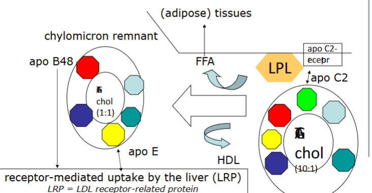 <ol><li><p>Chylomicrons formed in intestine → enter <strong>lymphatics → circulation</strong>.</p></li><li><p>Acquire <strong>ApoC-II from HDL</strong>, which <strong>activates lipoprotein lipase (LPL)</strong>.</p></li><li><p>LPL hydrolyzes TAG → <strong>FFA taken up by adipose or muscle</strong>.</p></li><li><p>Chylomicron remnants (with <strong>ApoE, ApoB-48</strong>) are <strong>taken up by the liver</strong>.</p></li></ol><p><strong>Key roles of apolipoproteins:</strong></p><ul><li><p><strong>ApoC-II</strong> → LPL activator</p></li><li><p><strong>ApoE &amp; ApoB-48</strong> → liver receptor ligands</p></li></ul><p></p>