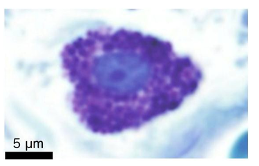 <p><strong>A12) What is the name of the cell type?</strong></p>