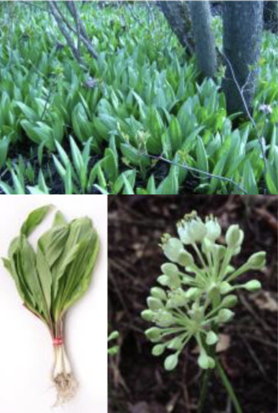 <p>Broad, smooth, light green basal leaves<br>Flowers only after leaves die back</p>