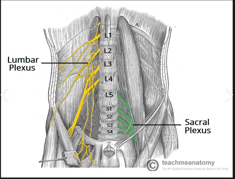 <p>anterior rami of L4-S4 spinal nerves, innervates the buttocks, pelvic structures, and majority of lower limb, each nerve has sensory and motor components</p>