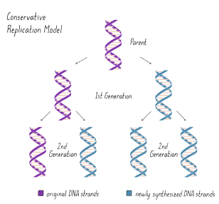 <p>B. One heavy and one light</p>