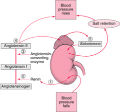 <p>Blocks action of angiotensin II at receptor</p><p>ex. Losartan</p>