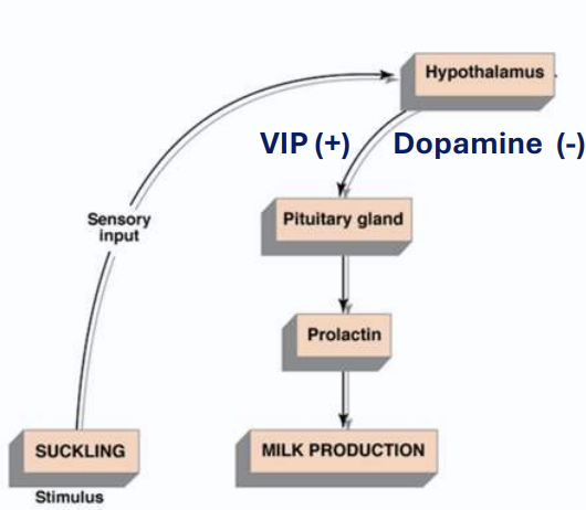 <p>VIP-vasoactive intestinal peptide stimulate release of prolactin</p><p>dopamine-inhibits prolactin→ no lactation </p>