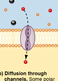 <p>Channel diffusion</p>