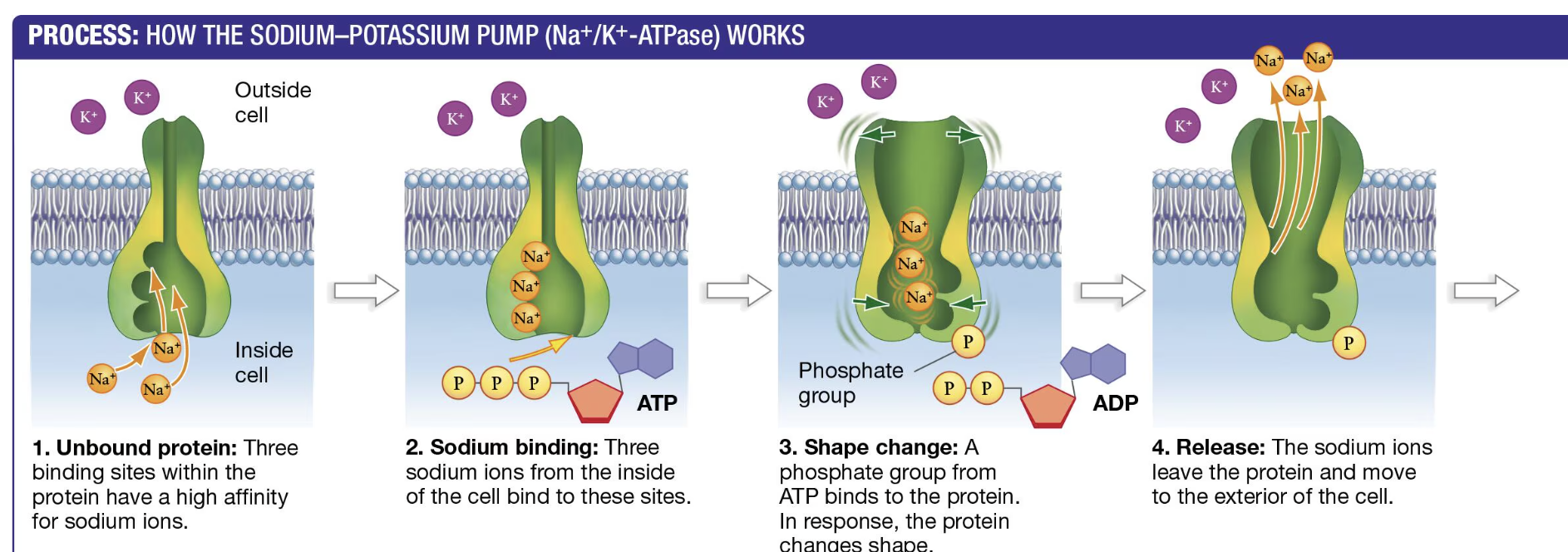 <p>This is the sodium-potassium pump. <br><br>First, the pump will look for sodium ions when there is a high affinity (or desire). After the sodium ions bond, a phosphate group form ATP binds to the protein, making it—the protein—change shape. As the protein changes shape, it will push the sodium ions to the outside of the cell here potassium ions lie. <br><br>Look at image</p>