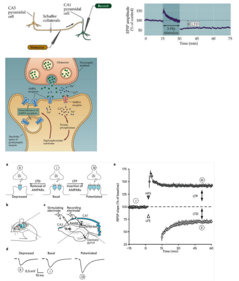 <p>LTD (long-term depression) in hippocampal CA1 is caused from activation of <u>protein phosphatases</u> AND removal of <u>AMPARs</u> (<u>endocytosis</u>)</p><p>LTD is caused by <strong><u>LOW FREQUENCY STIMULATION</u></strong></p>