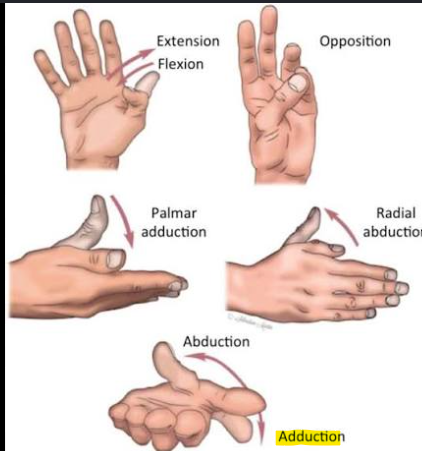 <p>Adduction of D2/D5 - (MCP Joints) WHAT MUSCLES</p>