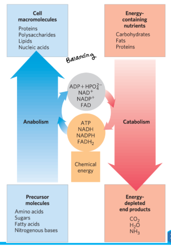 <p><strong>The Relationship Between Catbolic and Anabolic Pathways </strong></p><ul><li><p>__________- the <span style="color: blue;"><strong>degradative</strong></span> phase of <span style="color: green;"><strong>metabolism </strong></span></p><ul><li><p><mark data-color="green" style="background-color: green; color: inherit;">releases energy </mark></p></li></ul></li></ul><p></p>