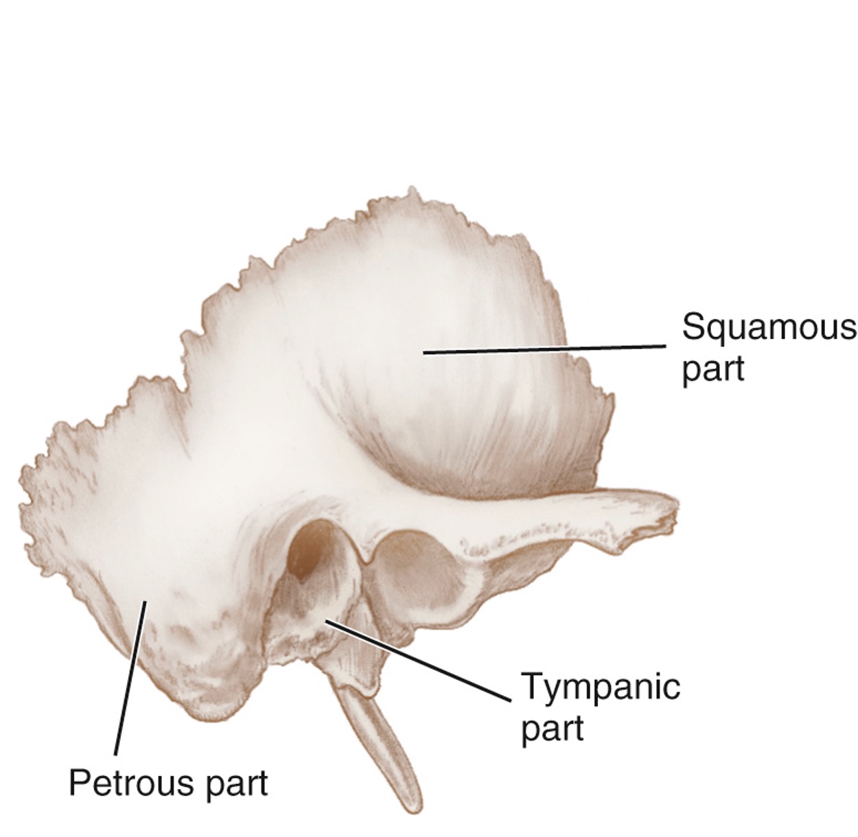 <p>Squamous Part of the Temporal Bone</p>