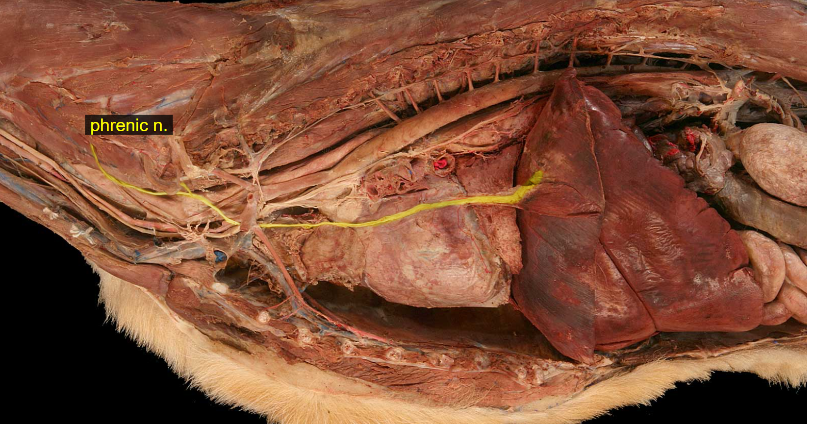 <p>Name the structure and tissue type</p>