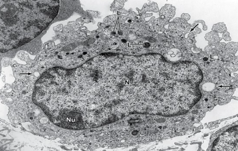 <p>What cell is this?</p>