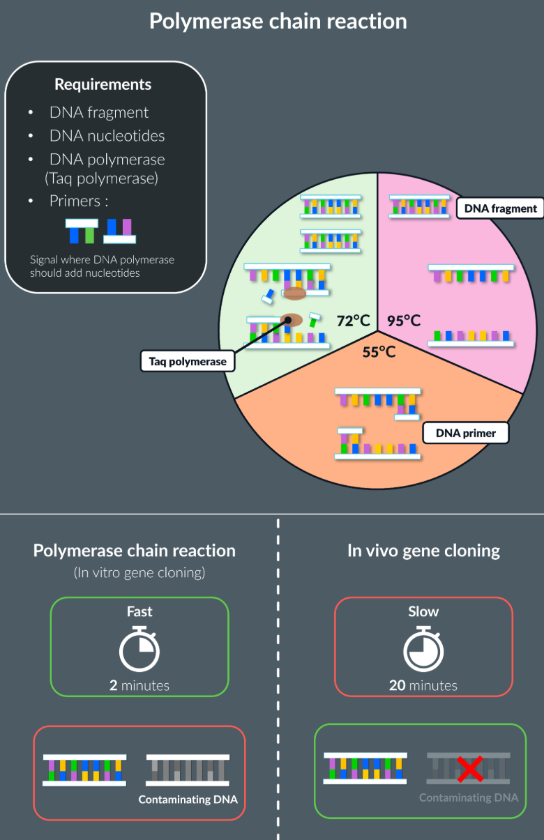 <p>Key point: the reaction inside the PCR can stop, if all the primers and the free DNA nucleotides run out.</p><p>Takes place outside the living organism, which is the polymerase chain reaction that takes place in the machine, which produces copies of the DNA fragement in a continuous cycle.</p><p>For new DNA fragments to be formed:</p><ul><li><p>DNA nucleotides required</p></li><li><p>DNA polymerase (Taq polymerase)</p></li><li><p>Primers: Short sequences of single stranded DNA, that signal where the DNA polymerase should add nucleotides</p></li></ul><p>Stage 1: 95 degrees</p><ul><li><p>DNA fragment is heated to a high temperature, this breaks the hydrogen bonds between the nucleotides, causing the strands to separate</p></li></ul><p>Stage 2: 55 degrees</p><ul><li><p>The temperature is reduced, so primers can form complementary pairs at the end of each strand</p><ul><li><p>Primers also prevent two complementary DNA strands from joining together (prevents annealing), and allow a starting sequence for DNA polymerase</p></li></ul></li></ul><p>Stage 3: 72 degrees</p><ul><li><p>The temperature is increased, with the help of primers, taq polymerase adds complementary bases to each strands, forming two identical DNA strands</p></li></ul><p></p>