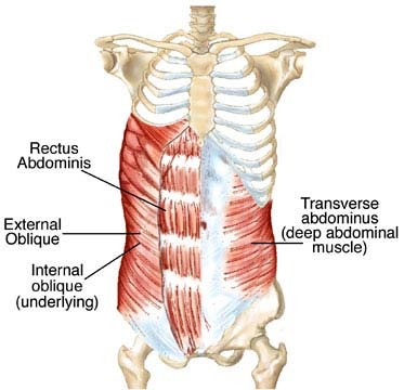<p>rectus abdominis</p>