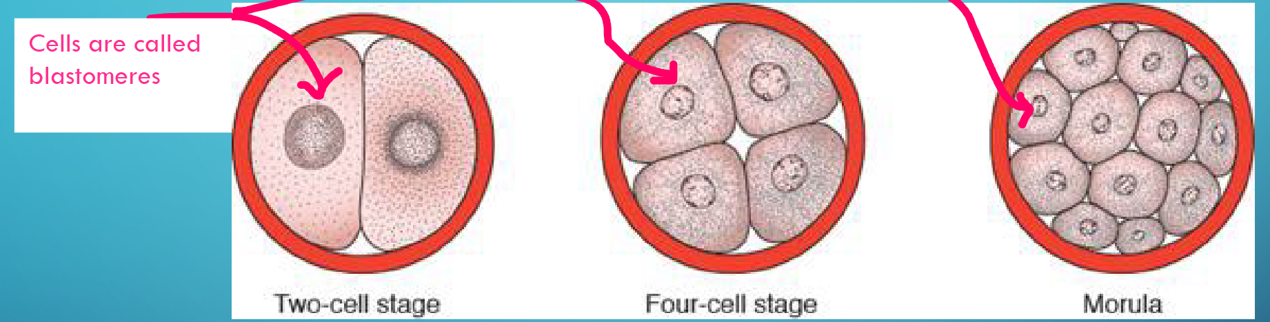 <p> @ 16 cells (approx. 3 days) is called a morula</p><ul><li><p>Begins to separate into inner cell mass and outer cell mass</p></li></ul><p></p><p>1) two cell stage</p><p>2) four cell stage</p><p>3) Morula</p><p></p>