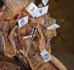 knowt flashcard image