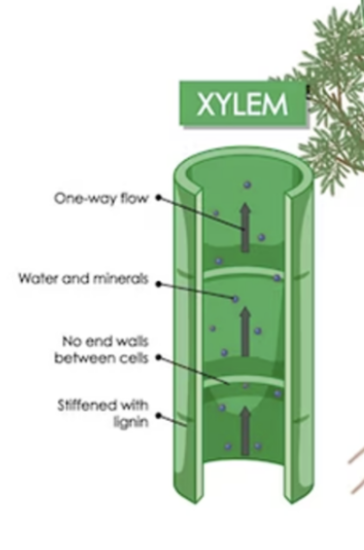 <p>vascular tissue that conducts water and dissolved nutrients upwards from roots via capillary action</p>